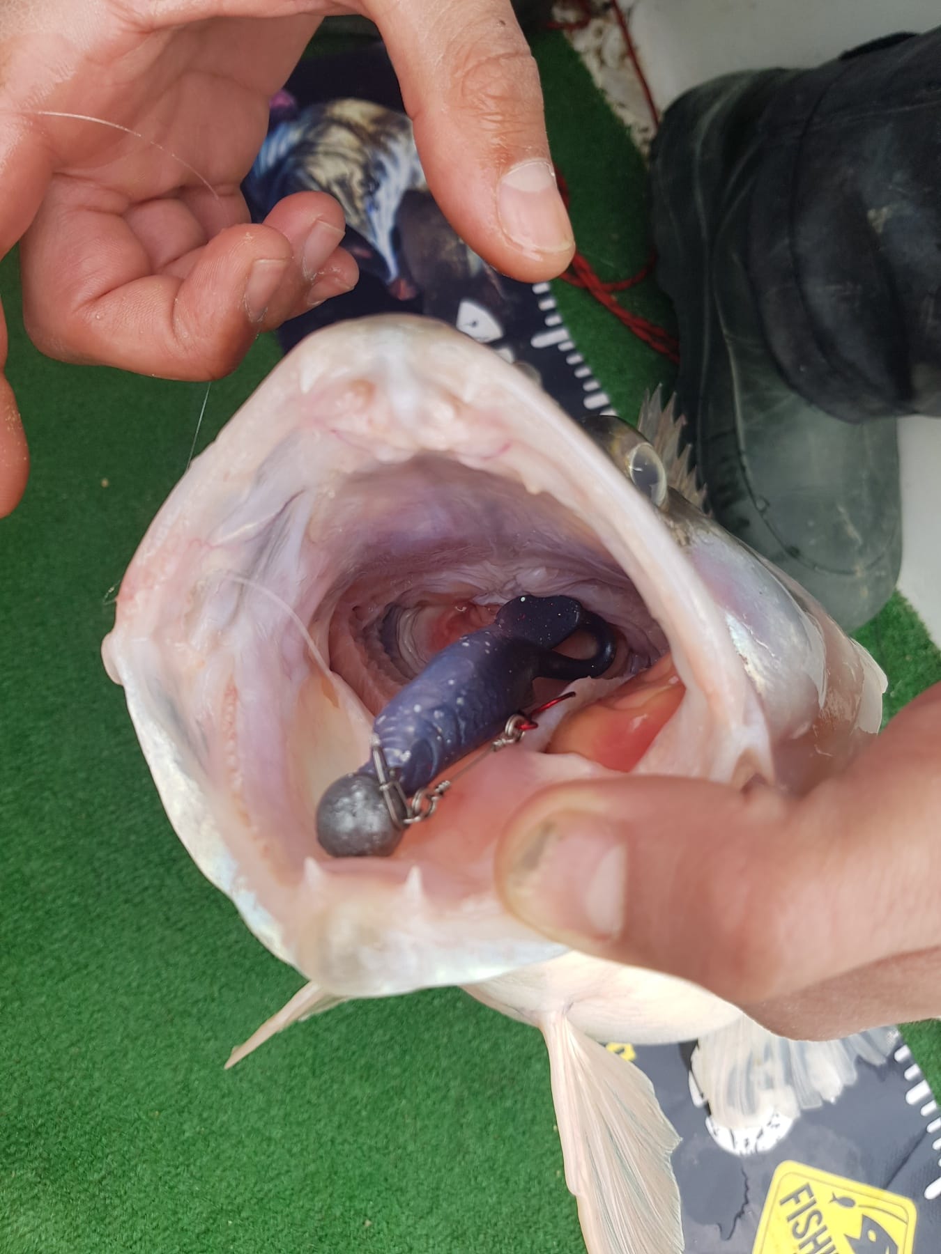 Killer Round Eyes (3″- 6″) With Space to Glue the Eyes